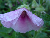 Image of a pink flower
