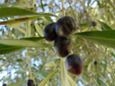 Image of olive branch