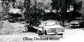moving the olive orchard